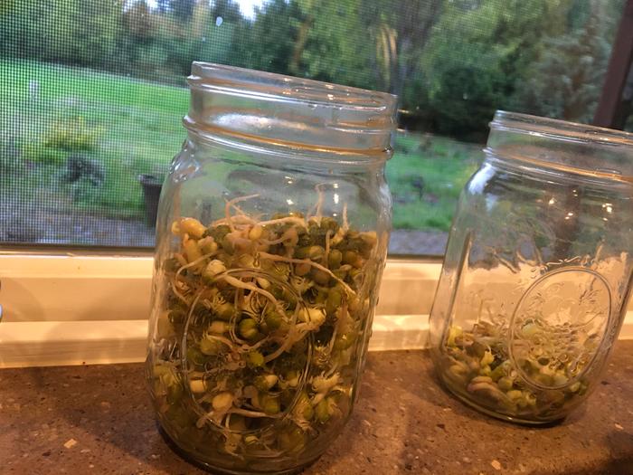 Mung bean sprouts after 5 days