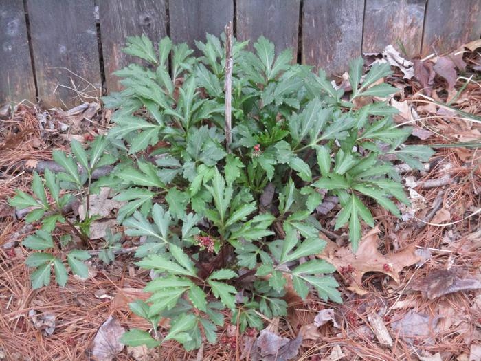 sochan- perennial-vegetable