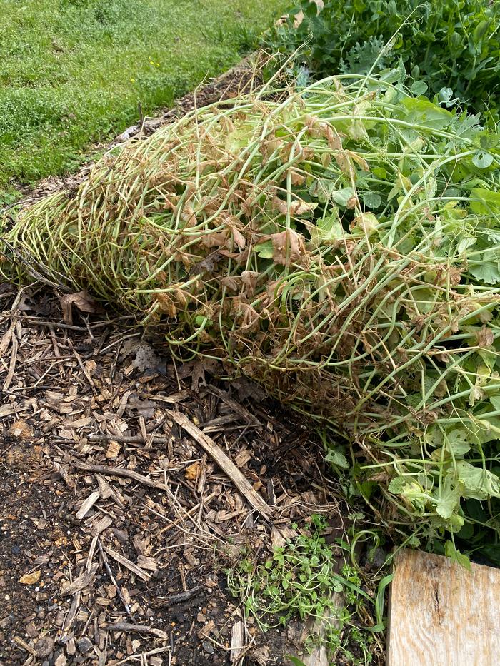 Rolled up winter peas