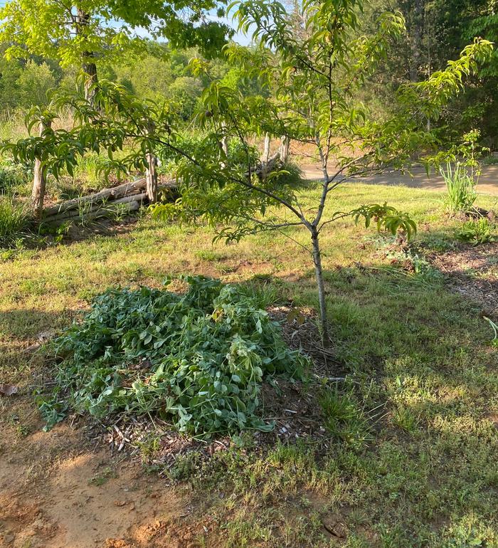 Winter pea as peach tree mulch.