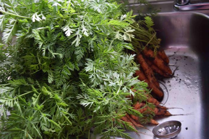 harvest of carrots ready to wash