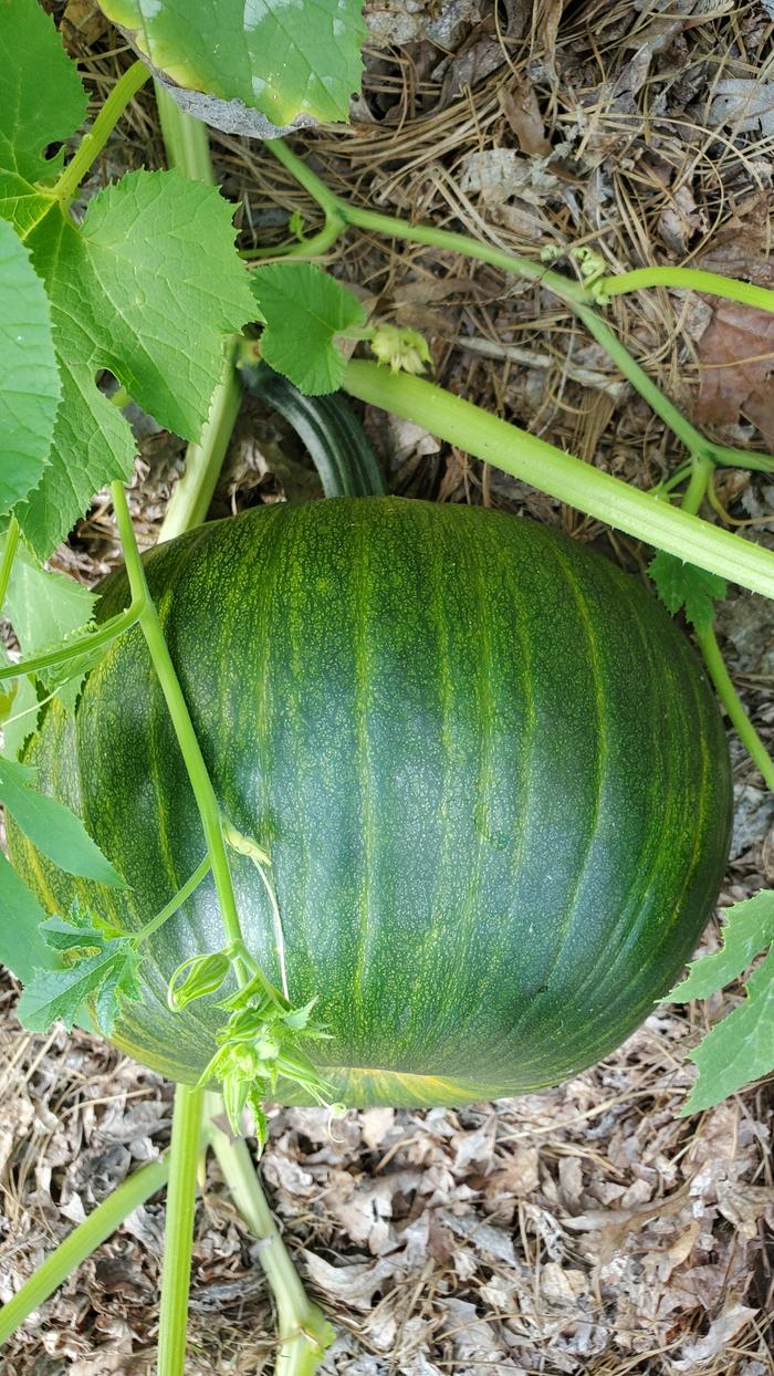 Pumpkin like pepo squash