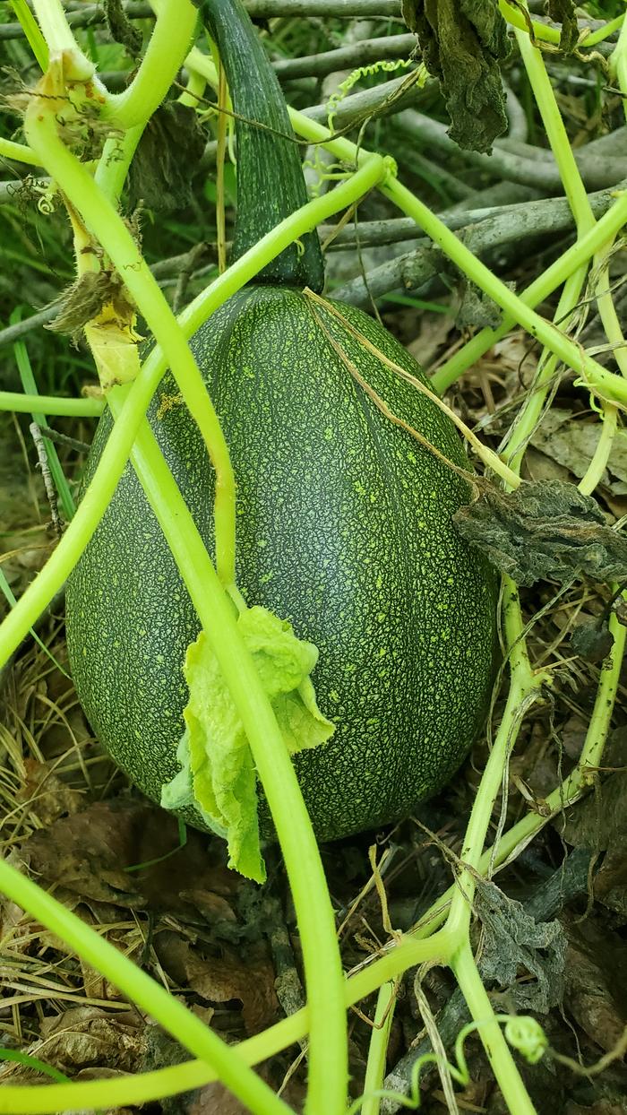 Shorter and squatter pepo squash