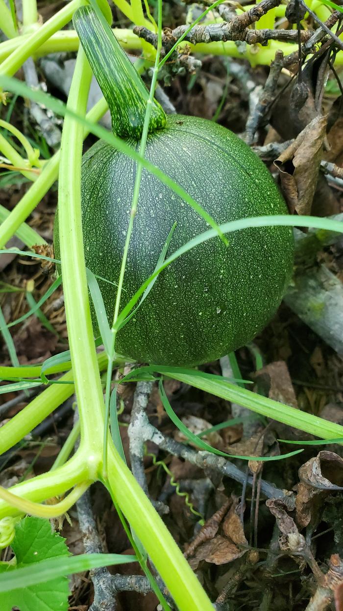 Shorter and squatter pepo squash