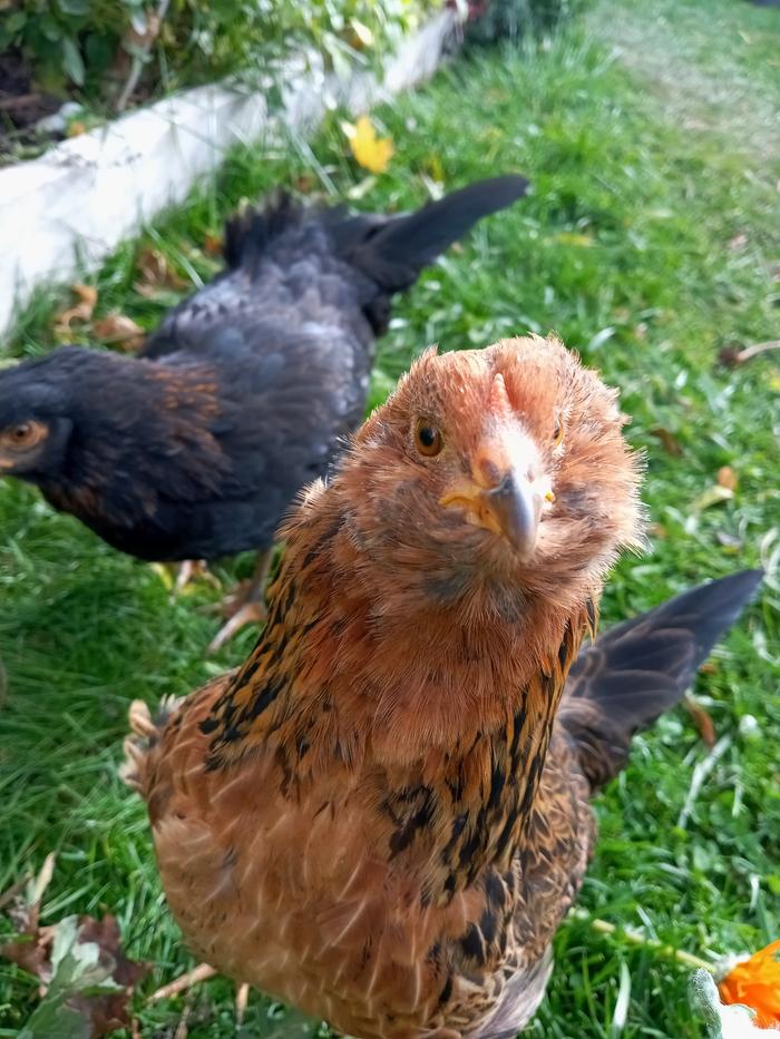 Ethel and Francesca is the dark one.