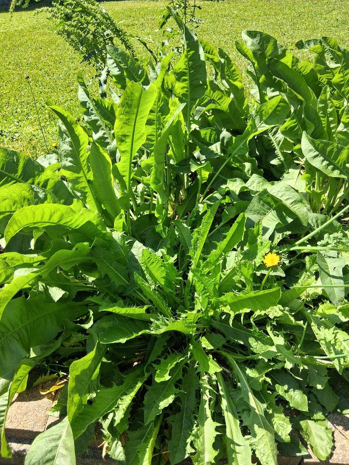 [Thumbnail for CurlyDock-Dandelion.jpg]