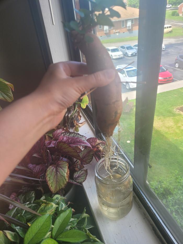 what happens when you forget about a potato