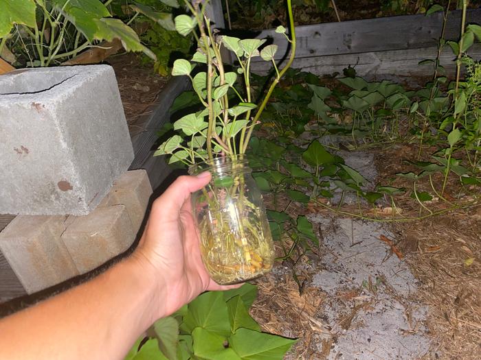rooting new sweet potato slips