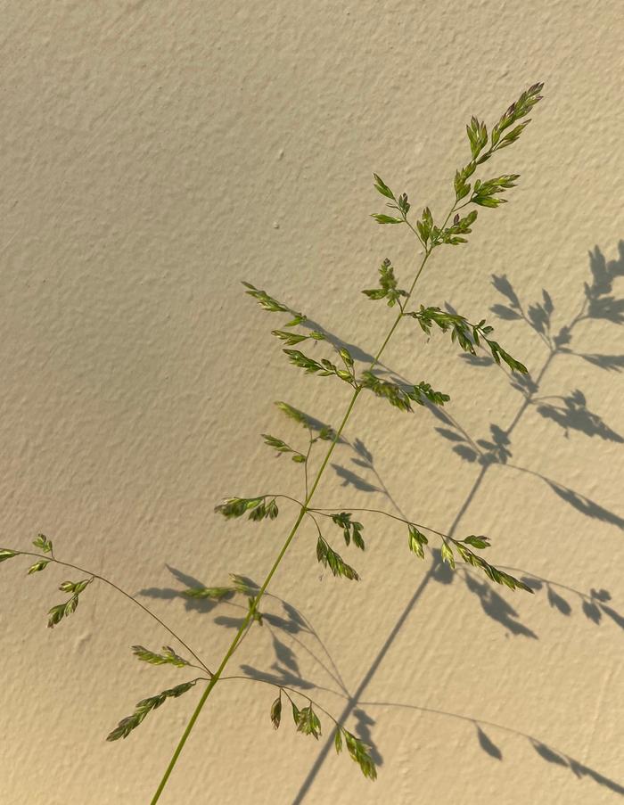 [Thumbnail for grass3a.jpg]