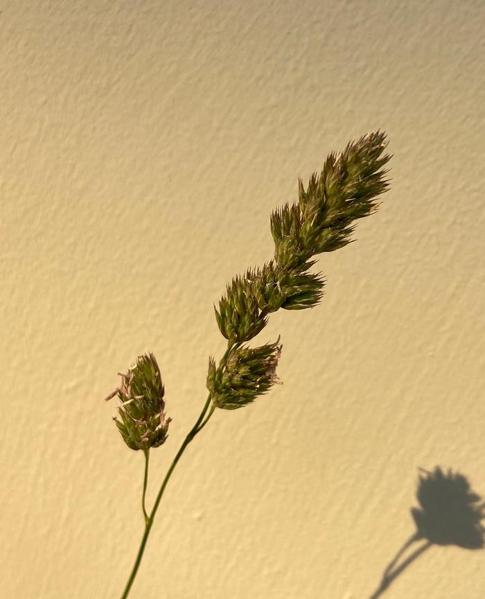 [Thumbnail for grass4a.jpg]