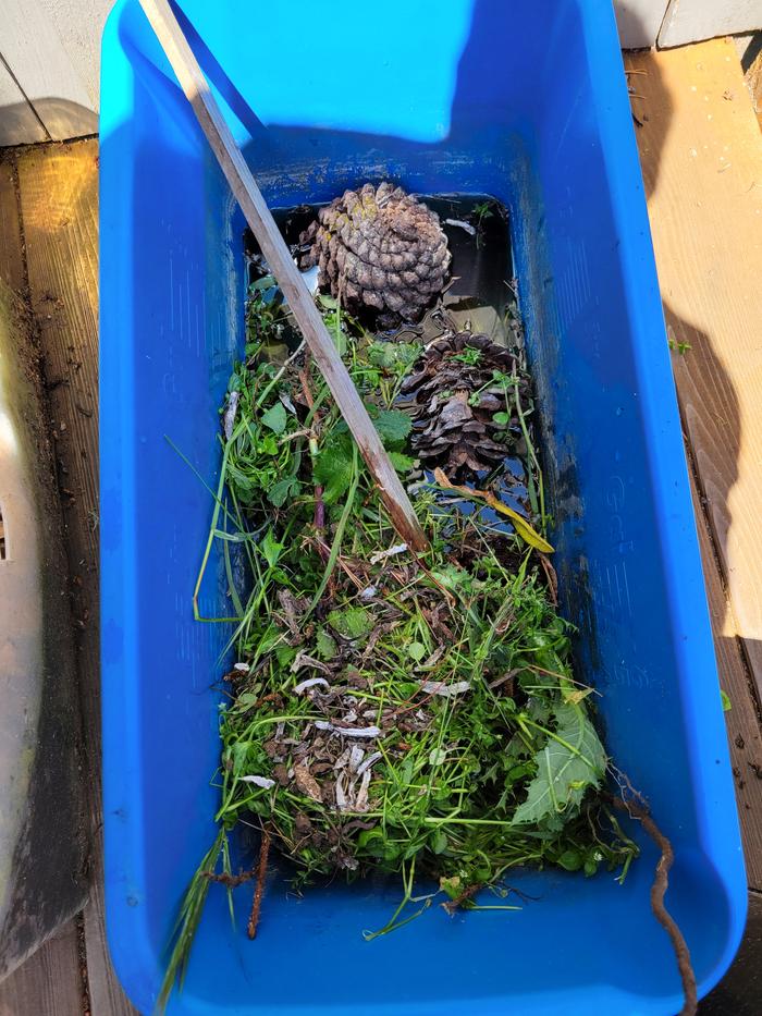 bucket after adding pinecones and green stuff to it