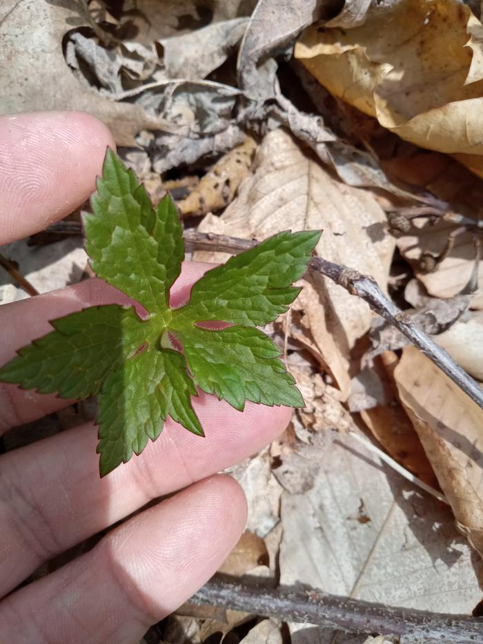 Goldenseal?