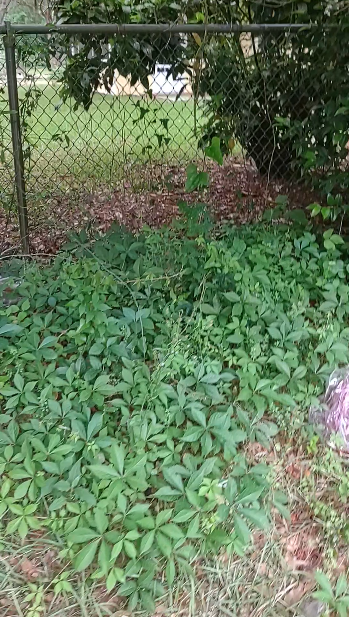 Mostly virginia creeper in this photo but this is an example of what the perimeter of the left/right side of my property looks like