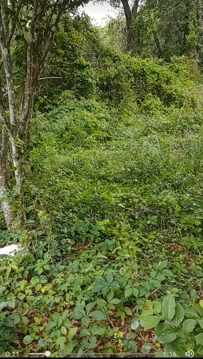 abandoned property that butts up against my back yard, a complete jungle of fast growing vines