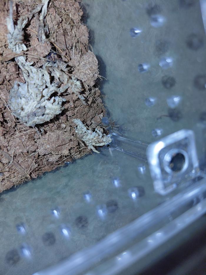 [Thumbnail for ArizonaBlondeSling.jpg]