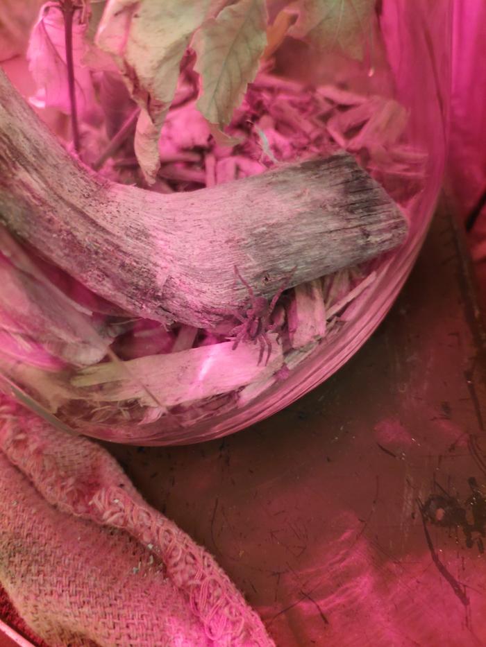 [Thumbnail for brownrecluse.jpg]