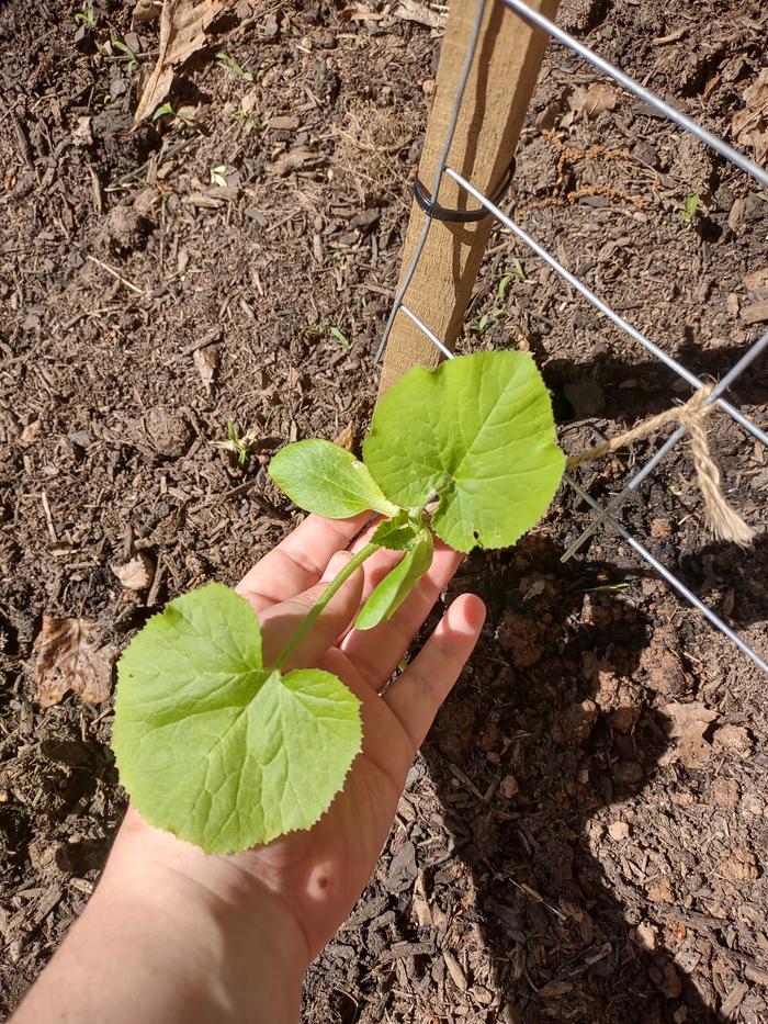 Suspected zucchini