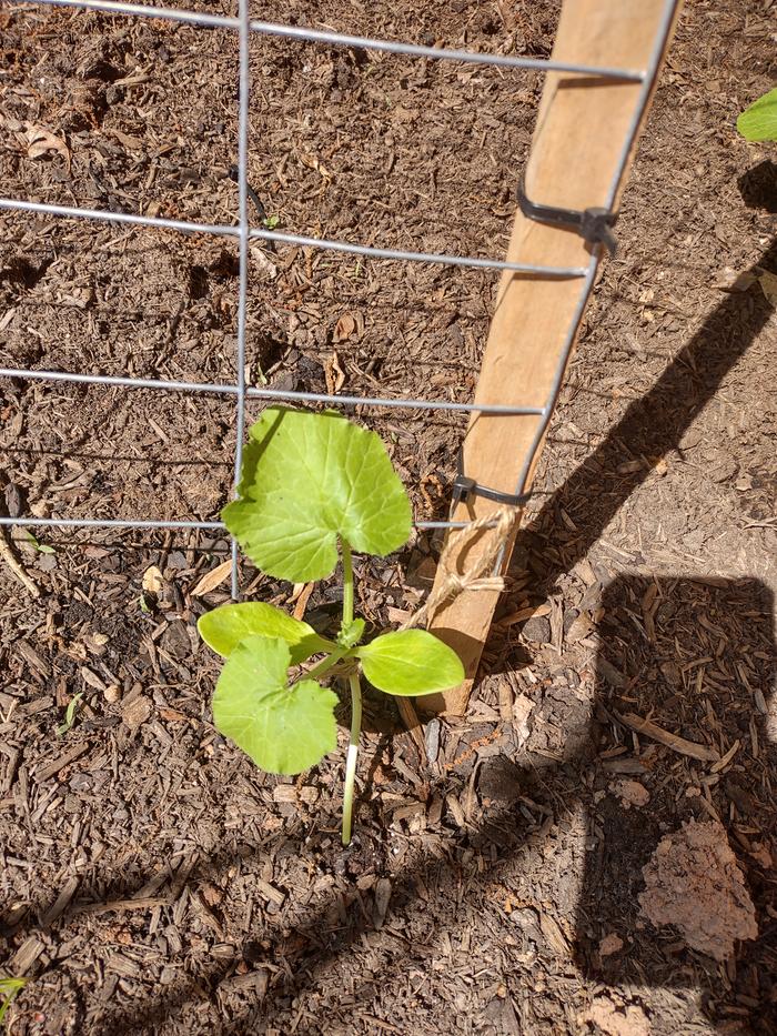 Suspected zucchini