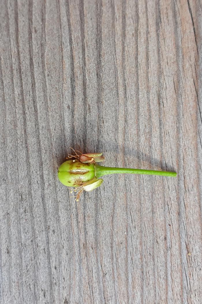 Cherry with petals stuck