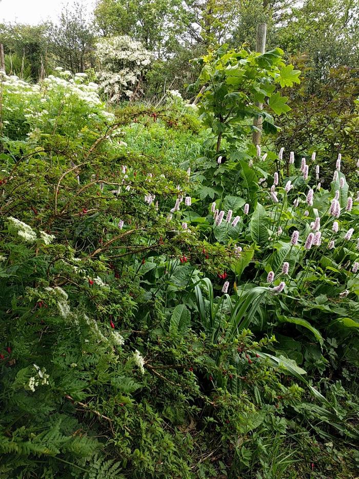secret edibles in forest garden