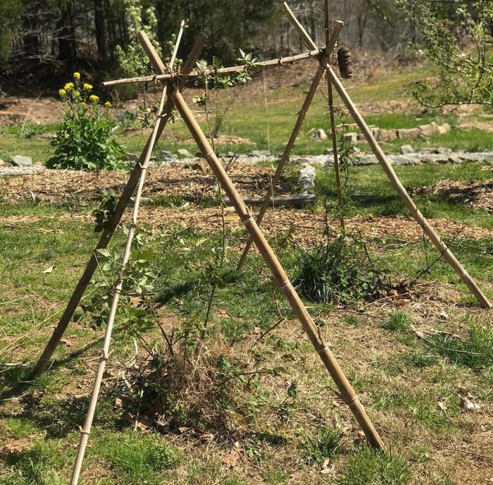 Raspberry trellis 