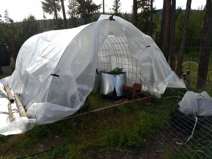 Hoop house, tomato tires