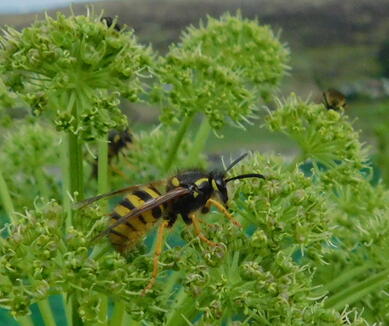 Misunderstood Pollinator of Angelica