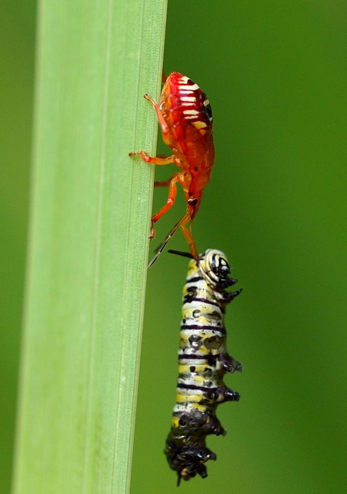 Unfortunate black swallowtail caterpillar