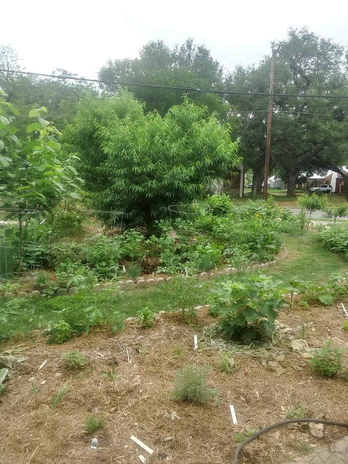 Food forest