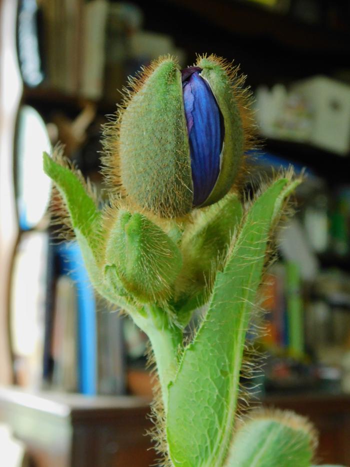 Mecanopsis poppy casualty bud