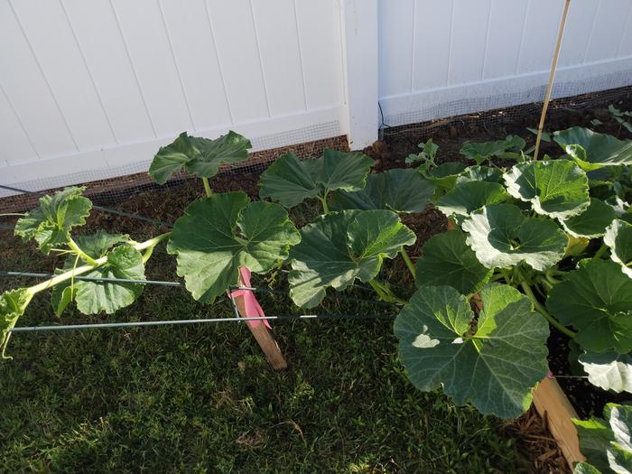 need to get cattle panel for kabocha squash