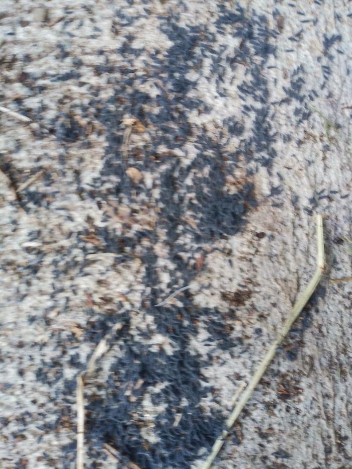 A swarm on the sidewalk. 