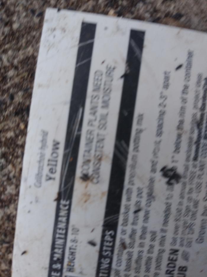 For size, this is the print in a plant tag. The bugs are the dark oblong specks. 