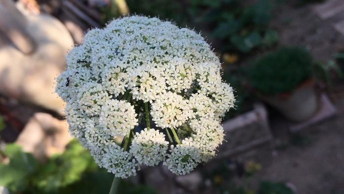 [Thumbnail for Carrot-umbel-flowers.jpg]