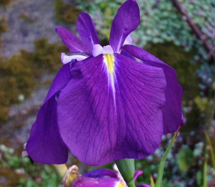 iris