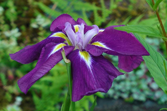 iris variety