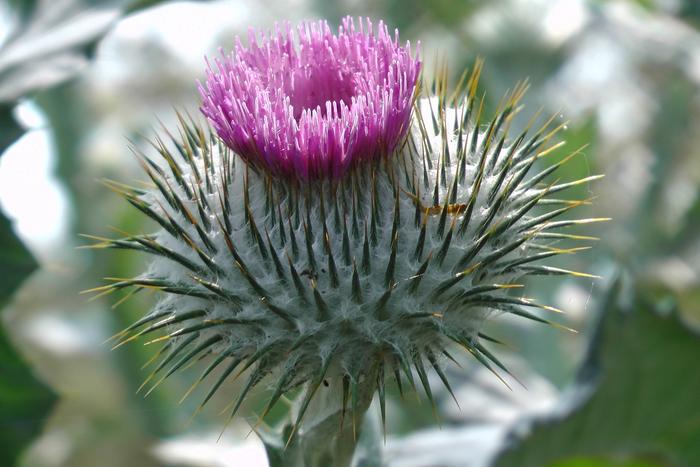 thistle