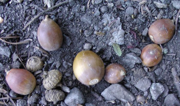 acorns