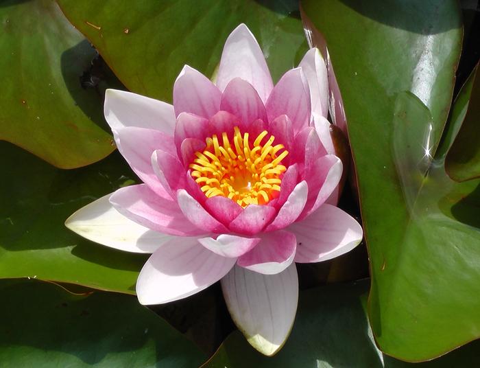 close up water lily flower