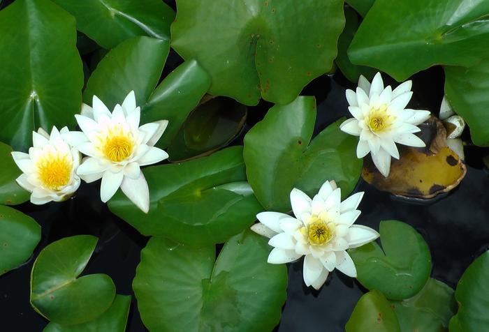 white water lilies