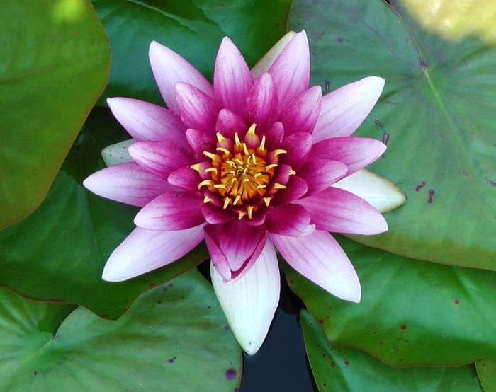 more water lily