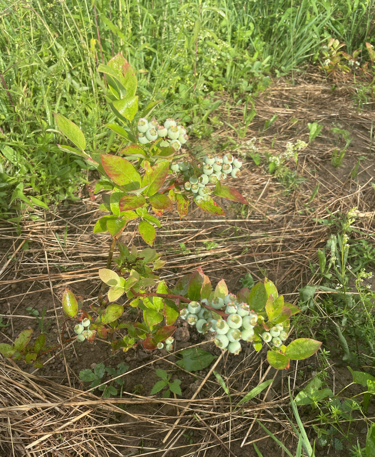 blueberry bush with many unripe berries