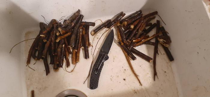 comfrey_roots-cuttings