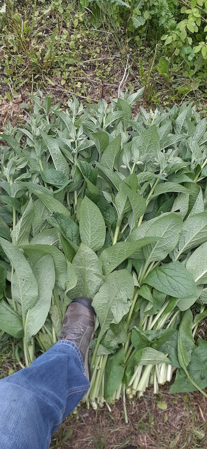 comfrey-biomass-harvest