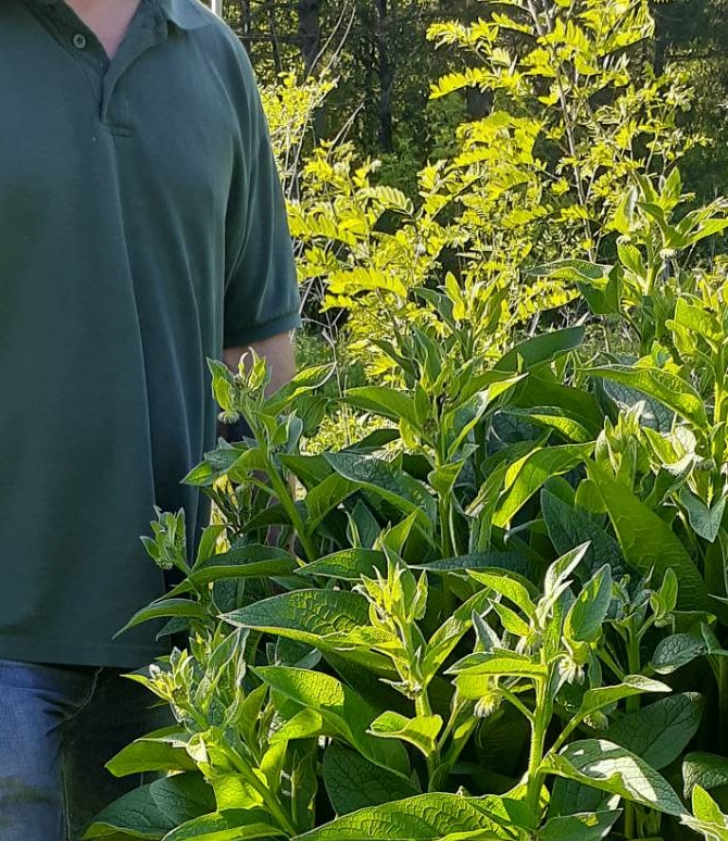 comfrey-plant-height-ready-to-cut