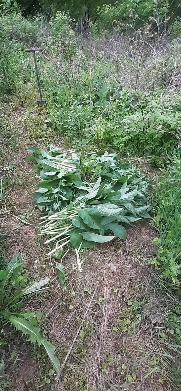 comfrey-mulch-cut-leaves