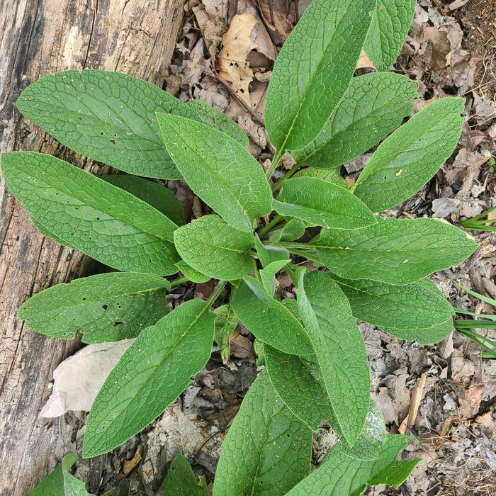 Comfrey