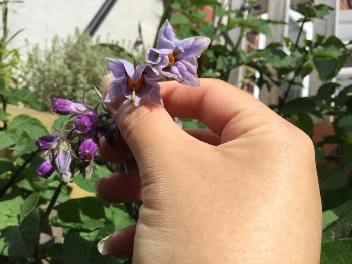 My favourite (and most prolific) potato flower so far