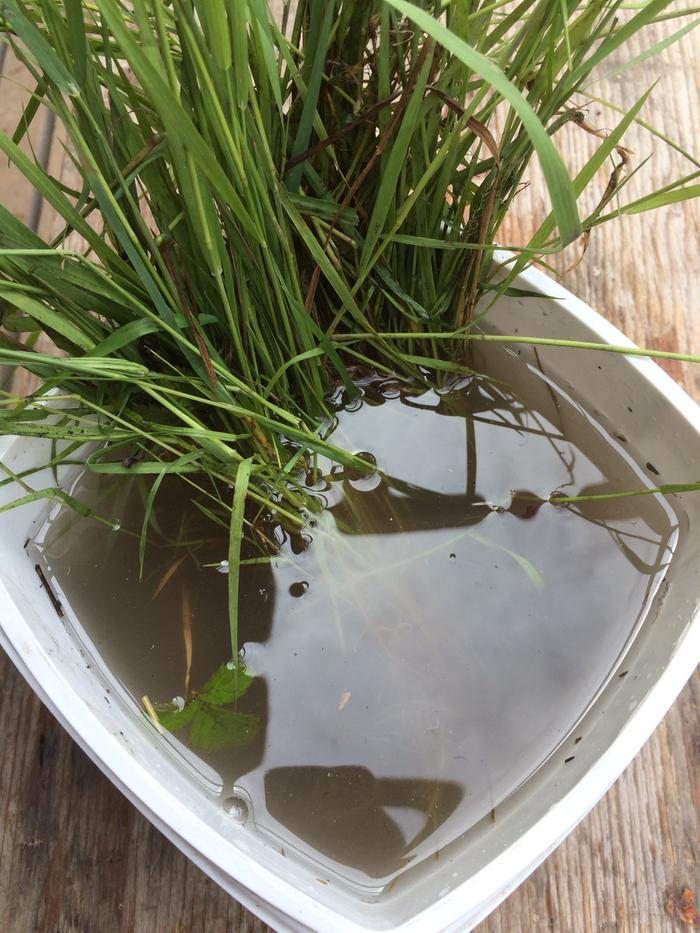 Soaking the grass in warm water