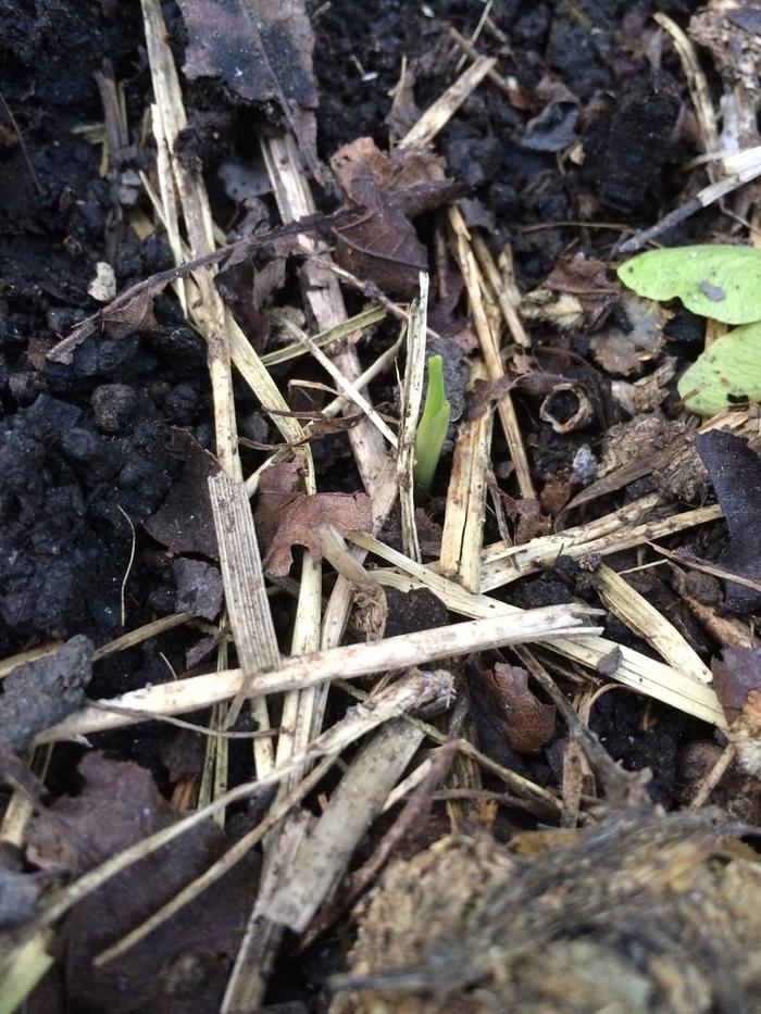 Corn seedling sprouting!